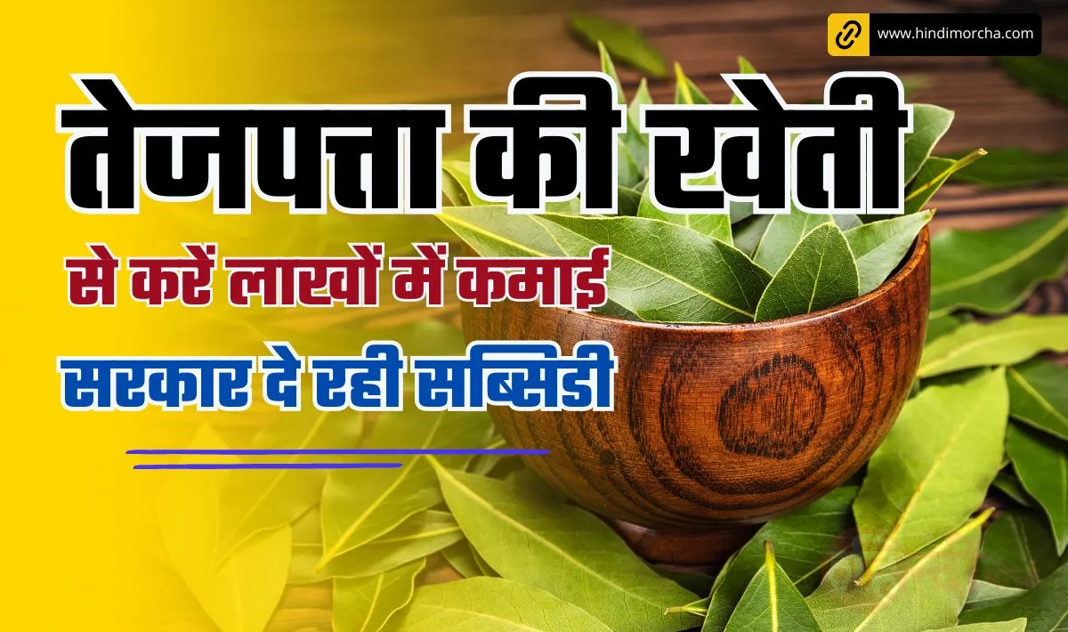 Bay leaf Farming Business Idea: खेती से तगड़ा मुनाफ़ा के लिए लगायें ये पौधा, लाखों में कमाई और साथ में मिलेगा सरकार से सब्सिडी