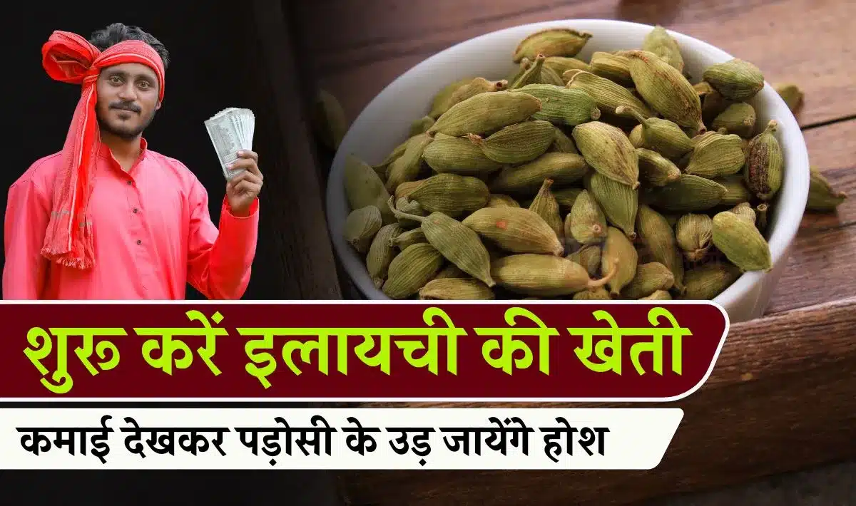 Viral Business Idea 2024: खेती-बारी में है रूचि, तो शुरू करें इलायची की खेती | कमाई देखकर पड़ोसी के उड़ जायेंगे होश | अभी चेक करें!