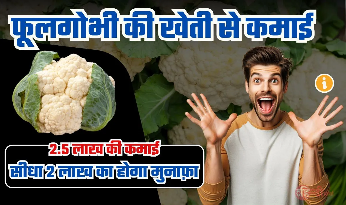 Cauliflower Farming Business— कम समय में अधिक लाभ, फूलगोभी की खेती के जरिए 2 लाख कैसे कमाएं, किसान भाइयों के लिए बढ़िया मौका