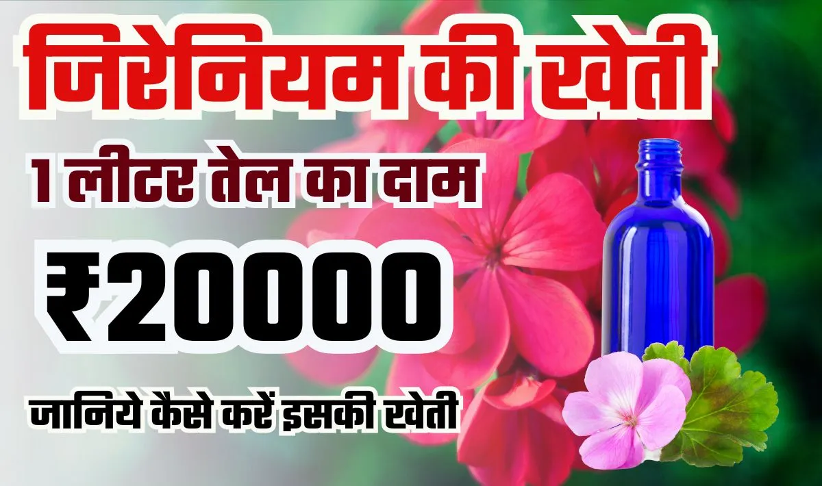 Geranium Farming Business Idea— जिरेनियम पौधे की खेती से करें लाखो में कमाई, इससे बनने वाले तेल की कीमत ₹20000/लीटर