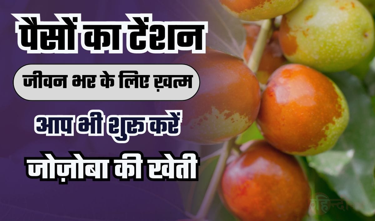 Jojoba Business Idea— पैसों का टेंशन जीवन भर के लिए खत्म, जब तक जीवन तब तक मोटा मुनाफ़ा, आइये जानते है बिज़नस आईडिया के बारे में