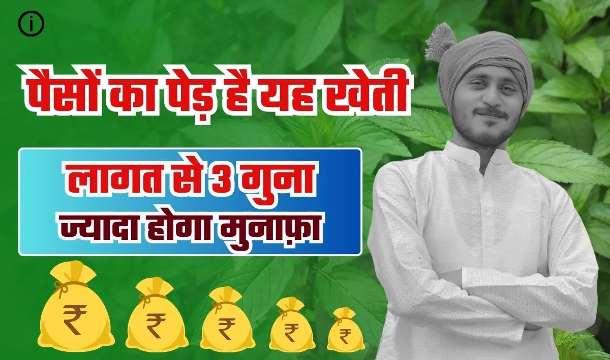 Mentha Business Idea— किसानों के लिए पैसों का पेड़ है पुदीना की खेती, जितना लगाओगे उससे 3 गुना ज्यादा होगा मुनाफ़ा, सिर्फ इतनी लागत