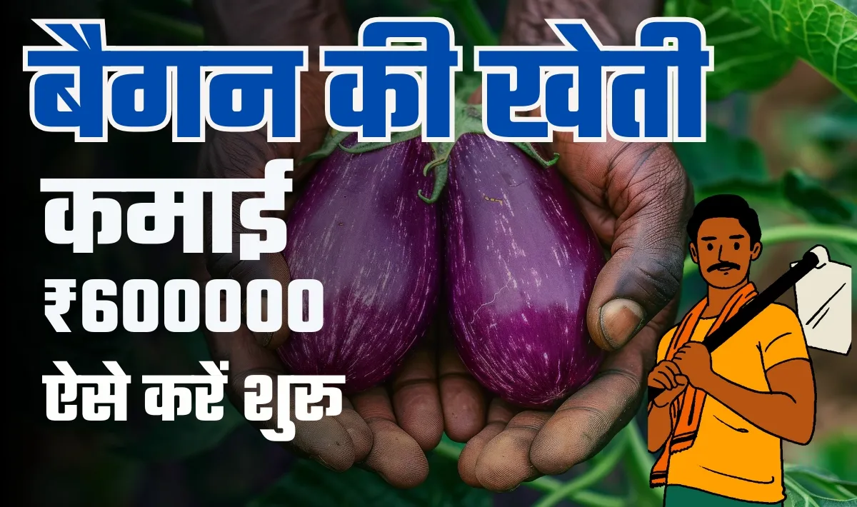 Brinjal farming Business Idea— गरीब से आमिर बनने के लिए बैगन की खेती है परफेक्ट, सालाना 6 लाख रूपये का होगा मुनाफ़ा