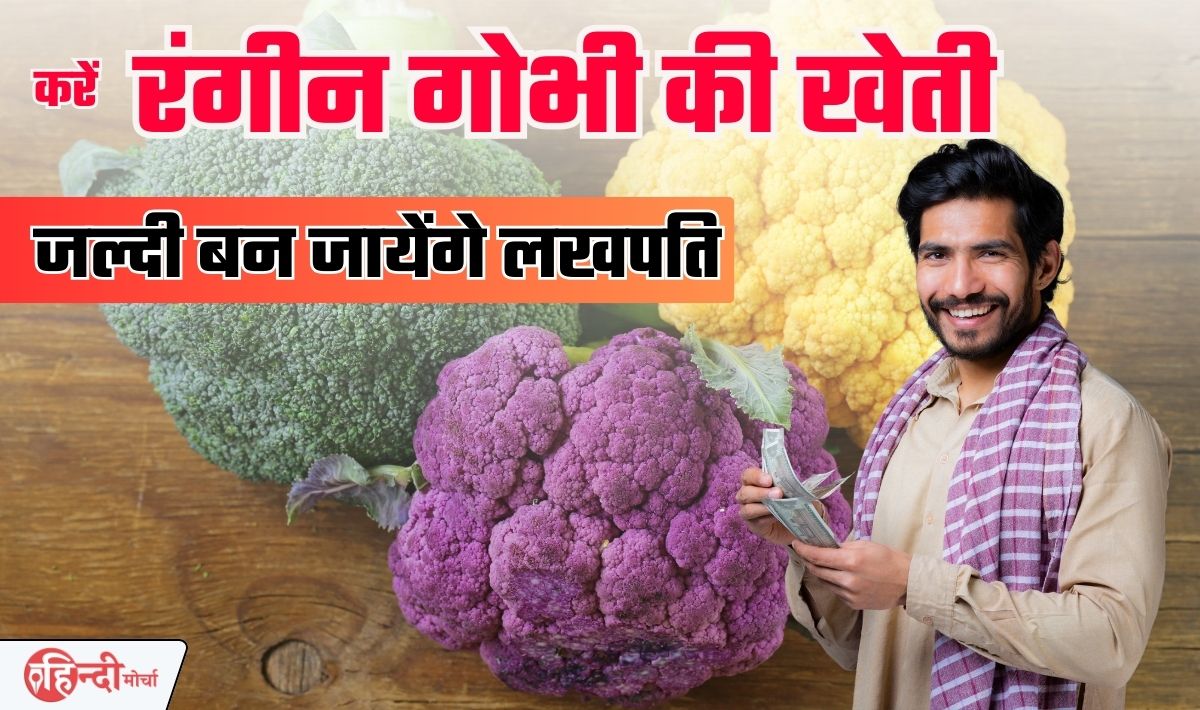 Cauliflower Farming Business Idea— साधारण गोभी की खेती छोड़ करिए रंगीन गोभी की खेती, 100% लखपति बनने में समय नही लगेगा