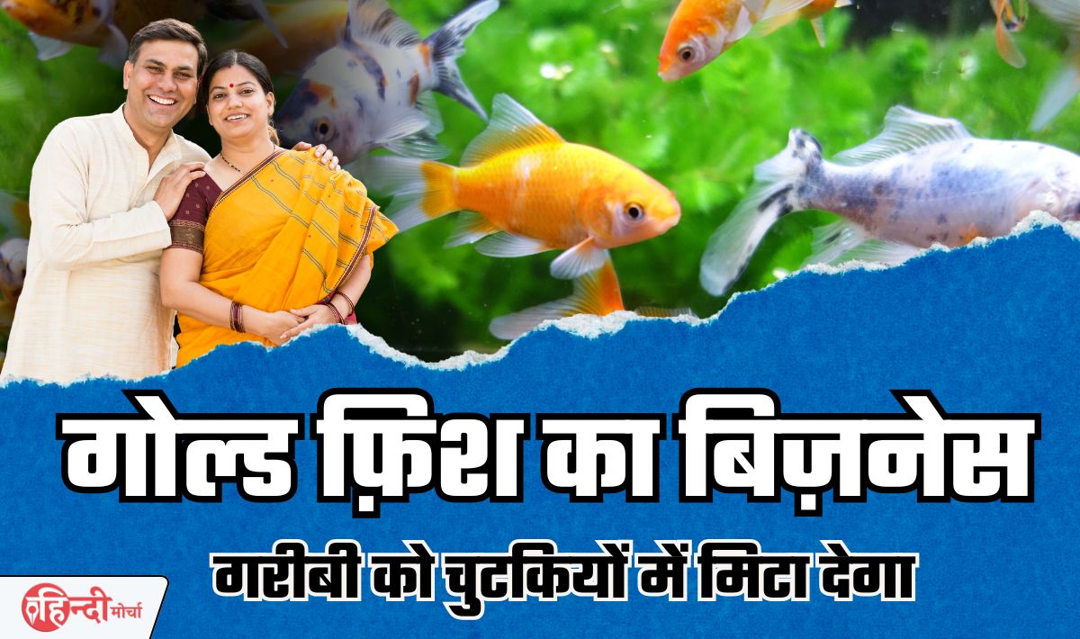 Gold Fish Farming Business Idea— आपके गरीबी को चुटकियों में मिटा देगा यह कमाल का बिज़नेस आईडिया, हर घर में मानी जाती है शुभ