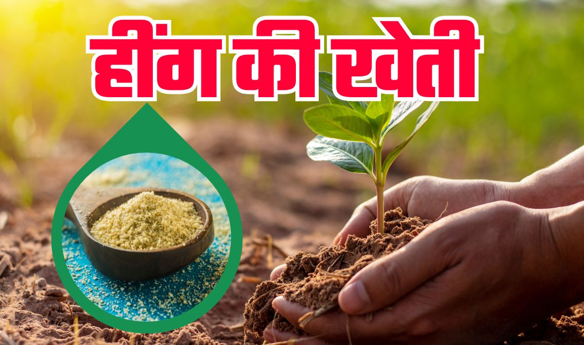 New Year Business Idea— करोड़पति बनने के लिए आप भी करें हींग की खेती, आइये आपको बताते हैं कितनी लगेगी लागत